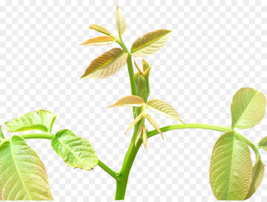 Hoja，árbol PNG