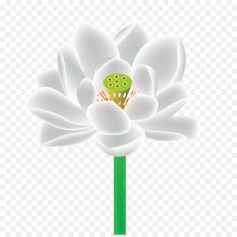 Flor Blanca，Pétalos PNG