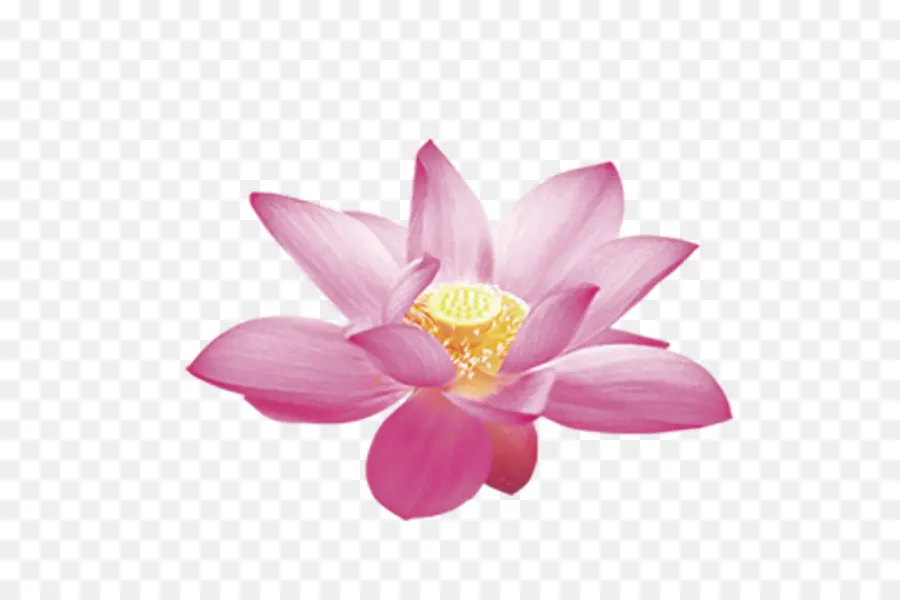 Lotus Cars，Nelumbo Nucifera PNG