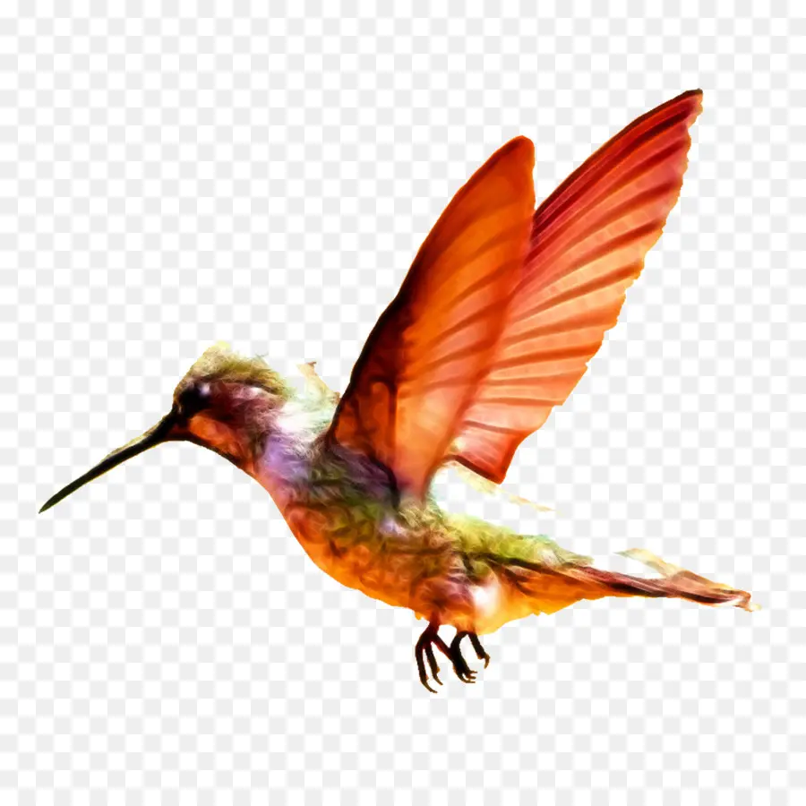 Colibrí，Pequeño PNG