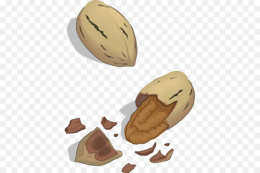 Tuerca，Pecan PNG