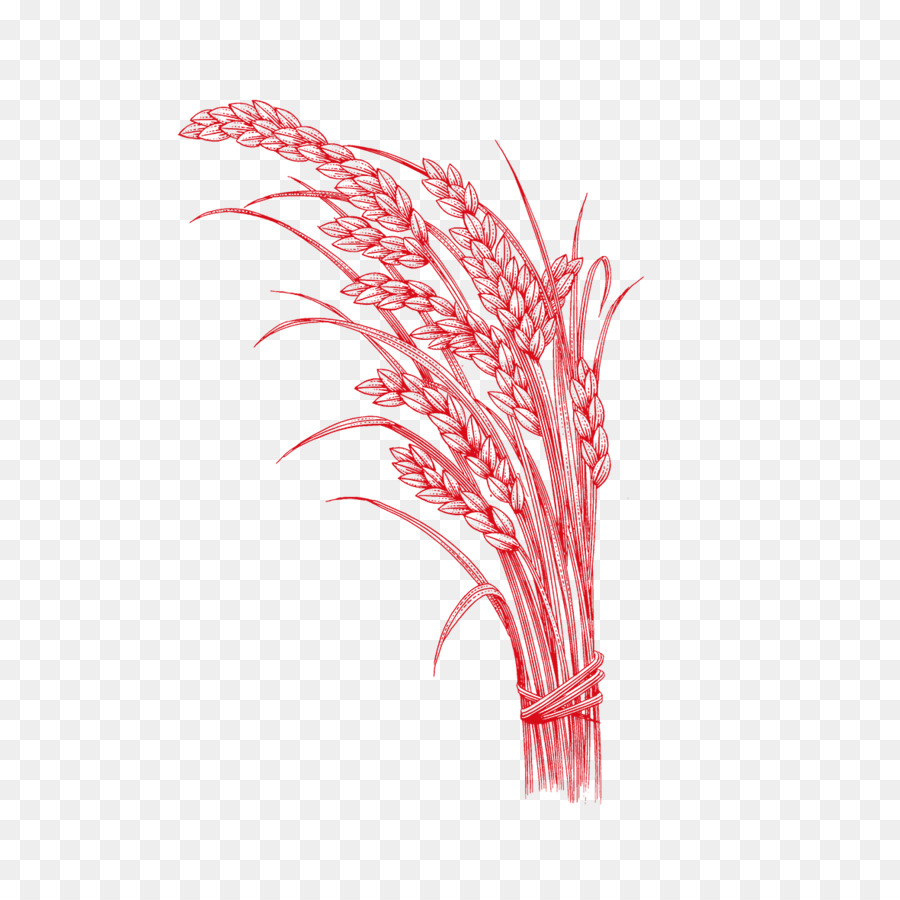 Arroz，Oryza Sativa PNG