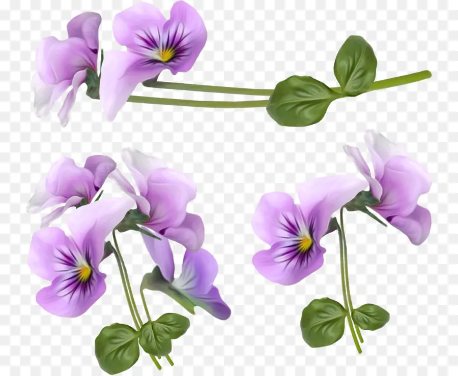 Flor，Violeta PNG