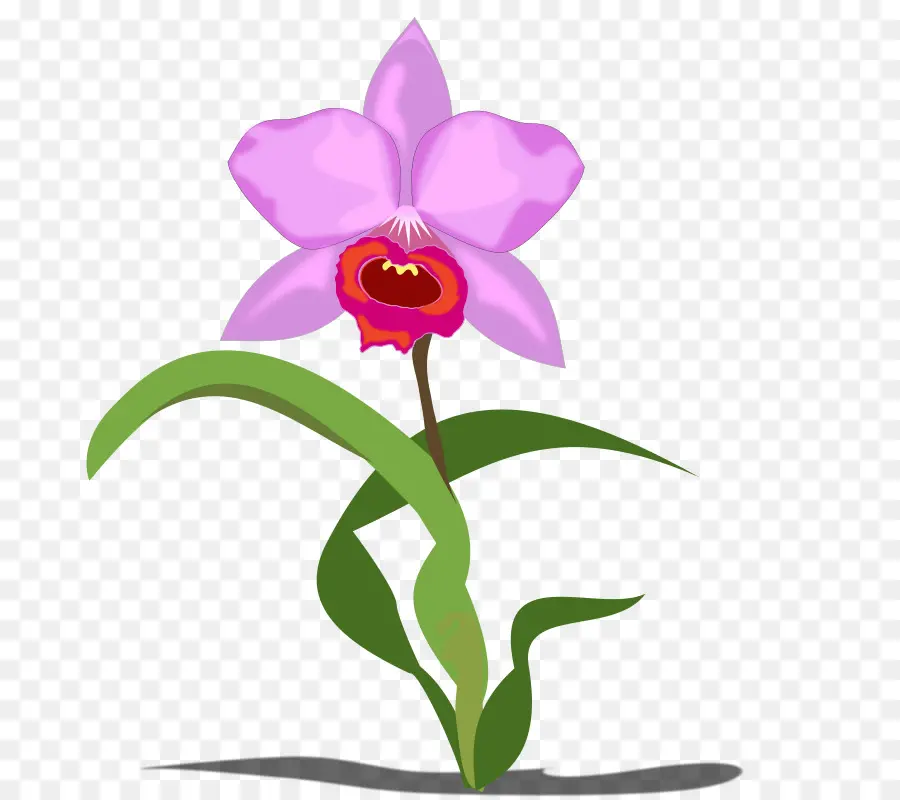 Orquídea única，Orquídea PNG