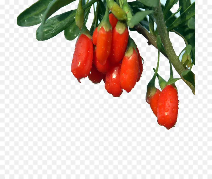 Loción，Goji PNG