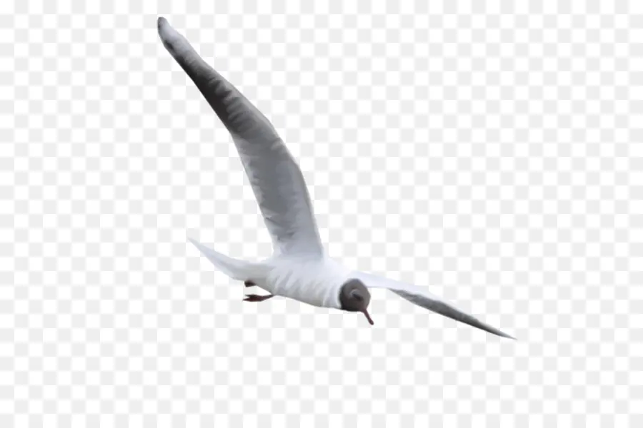 Europea De La Gaviota，Común Gaviota PNG