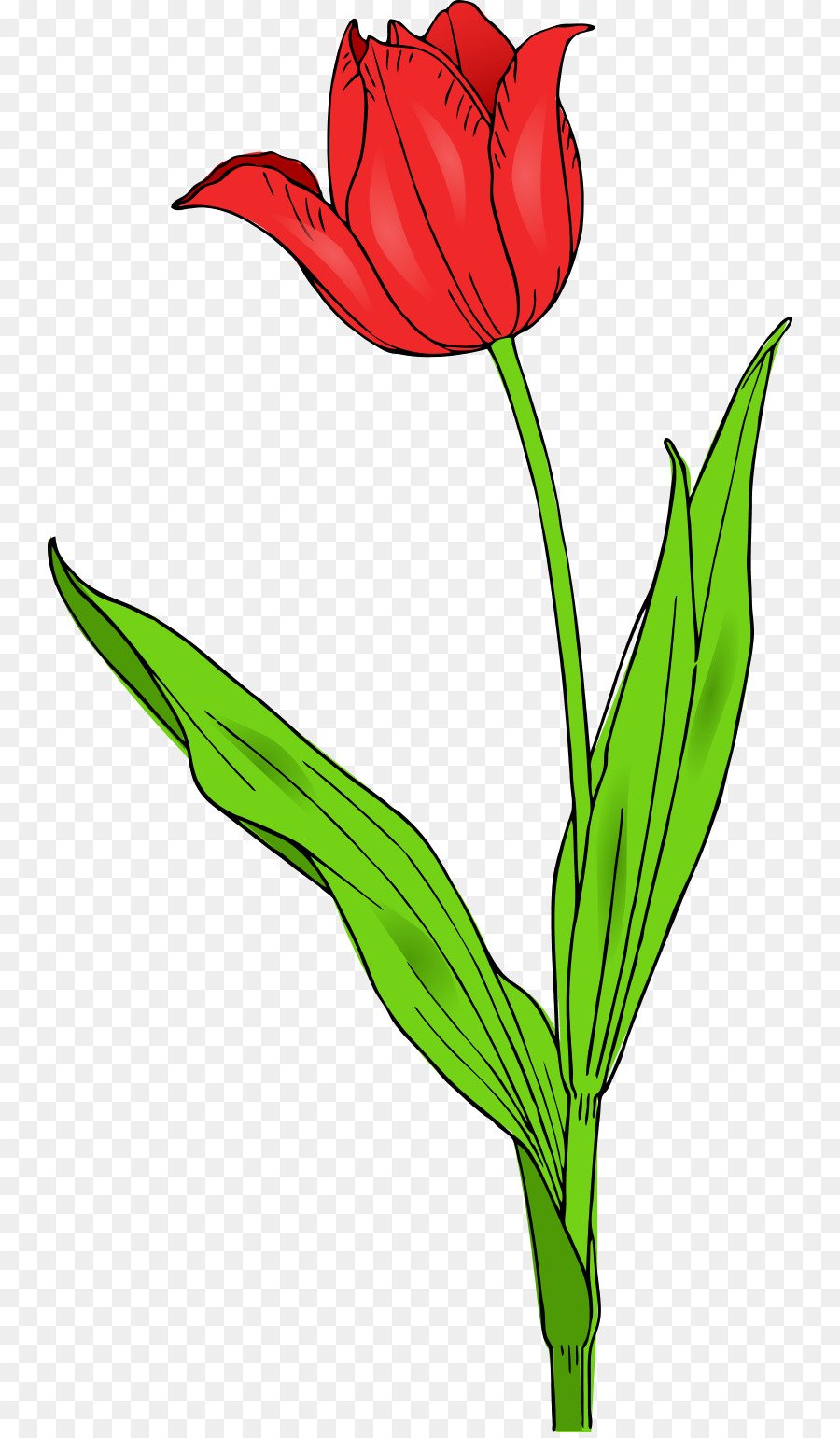 Tulipa Gesneriana，Flor PNG