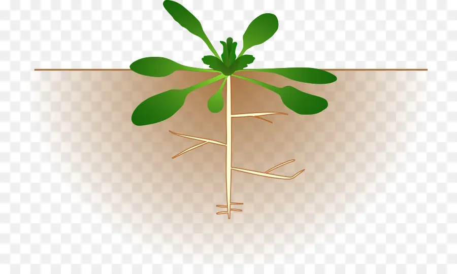 Planta，Raíces PNG