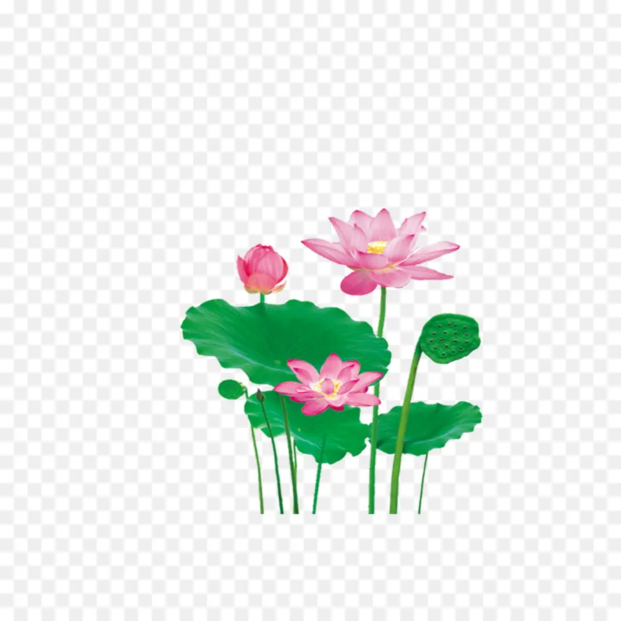 Nelumbo Nucifera，Efecto De Loto PNG