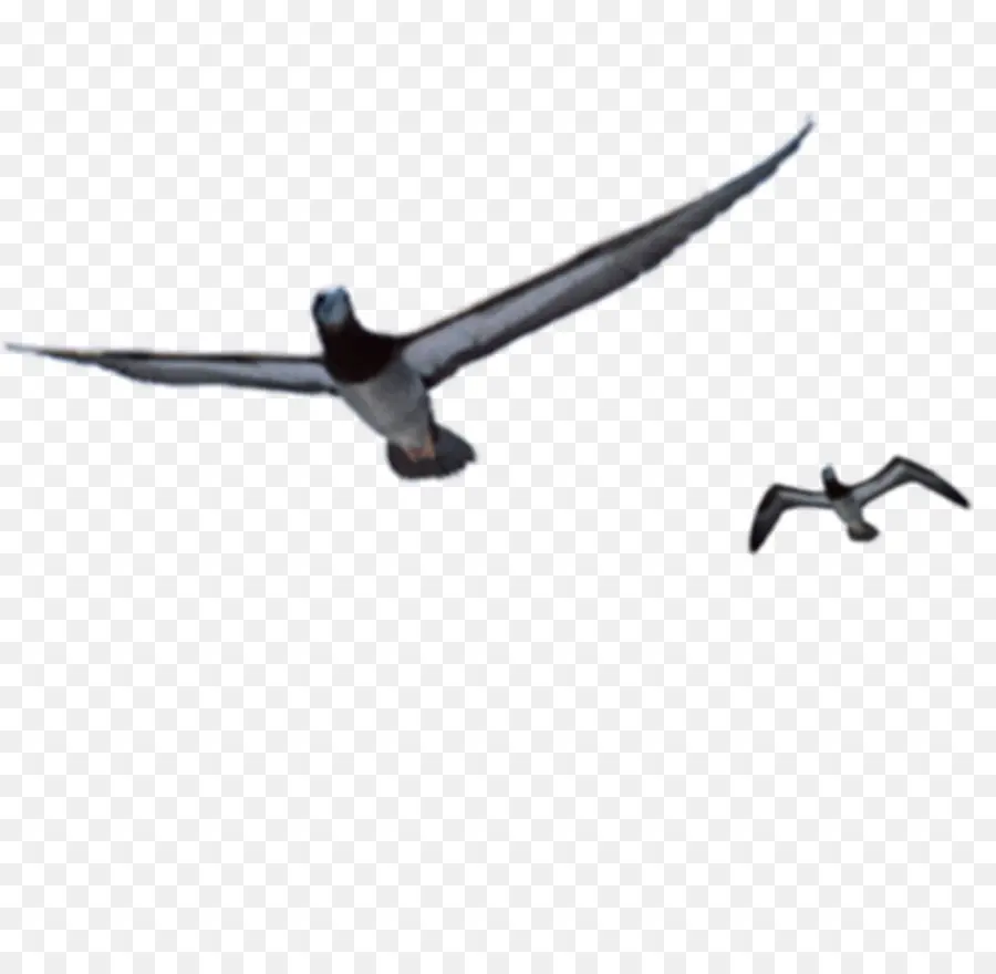 Pájaro，Vuelo PNG