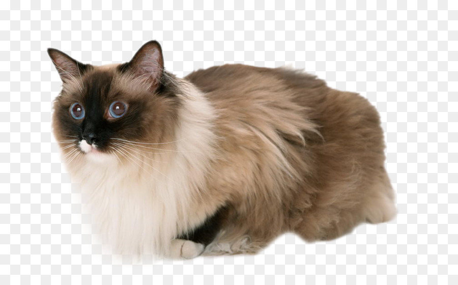 Gato，Gatito PNG