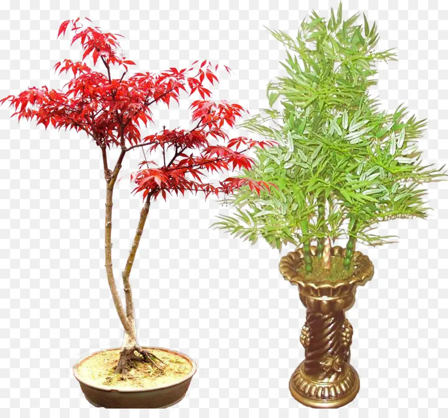 Arce Rojo，Bonsai PNG