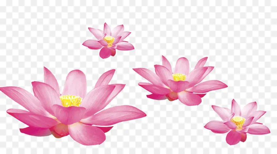 Los Lirios De Agua，Nelumbo Nucifera PNG