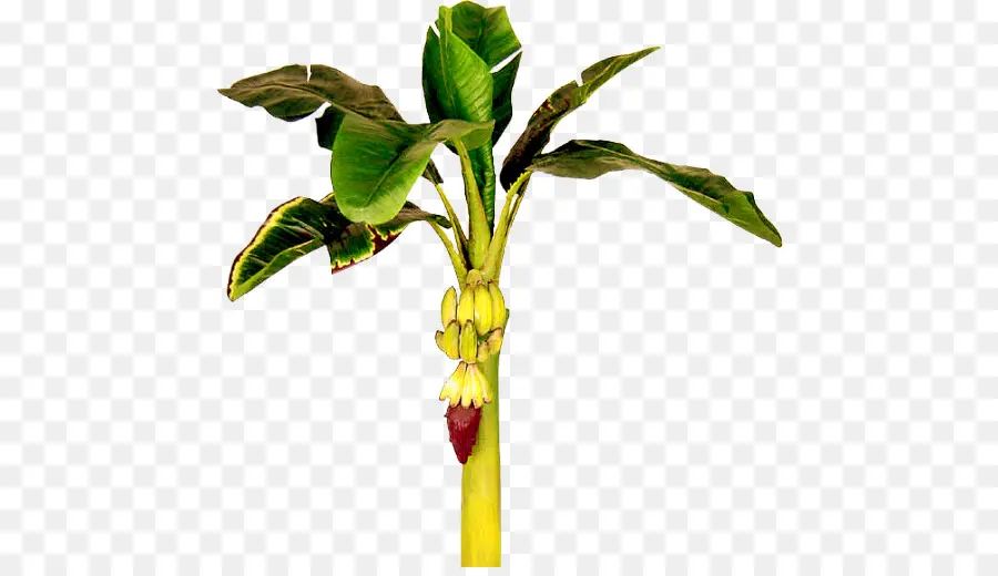 Planta De Banano，Fruta PNG