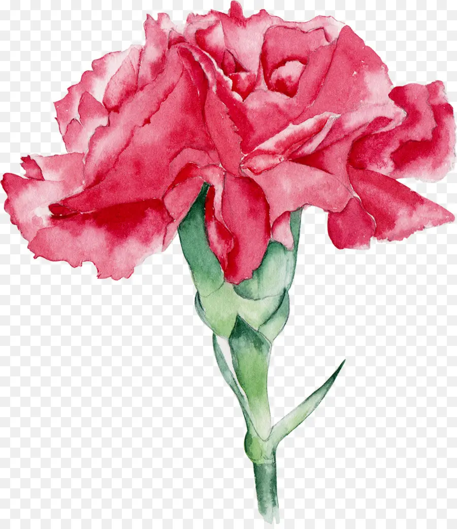 Clavel Rosa，Floración PNG