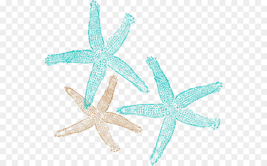 Estrella De Mar，Océano PNG