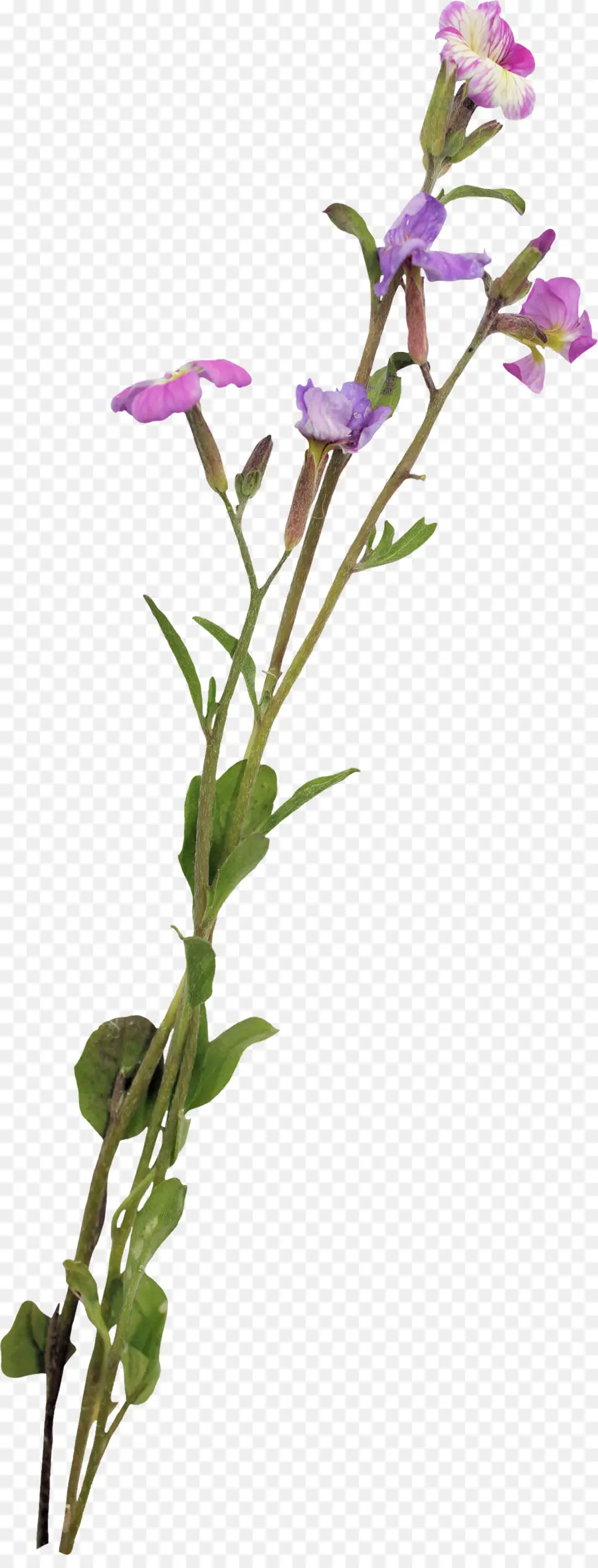 Las Flores Cortadas，Tallo De La Planta PNG