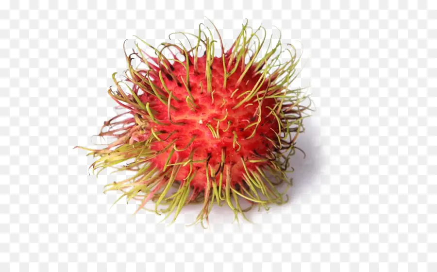 El Rambutan，Nephelium Chryseum PNG