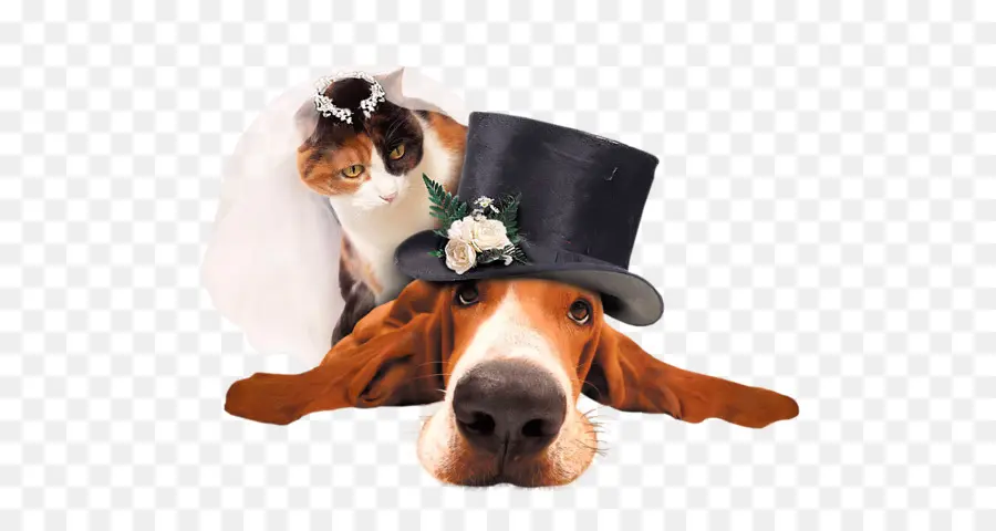 Perro Y Gato En Traje De Boda，Sombrero De Copa PNG