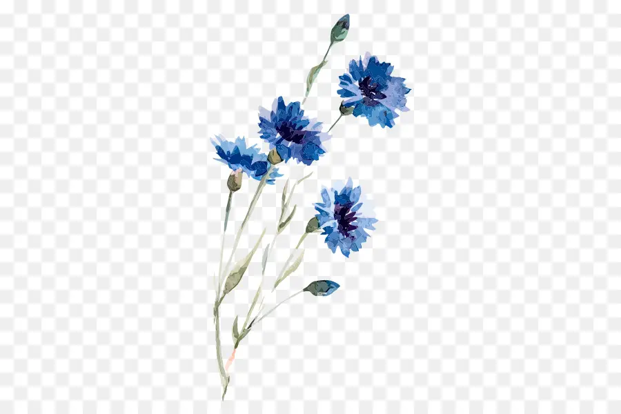 Florecimiento De Maíz，Dibujo PNG