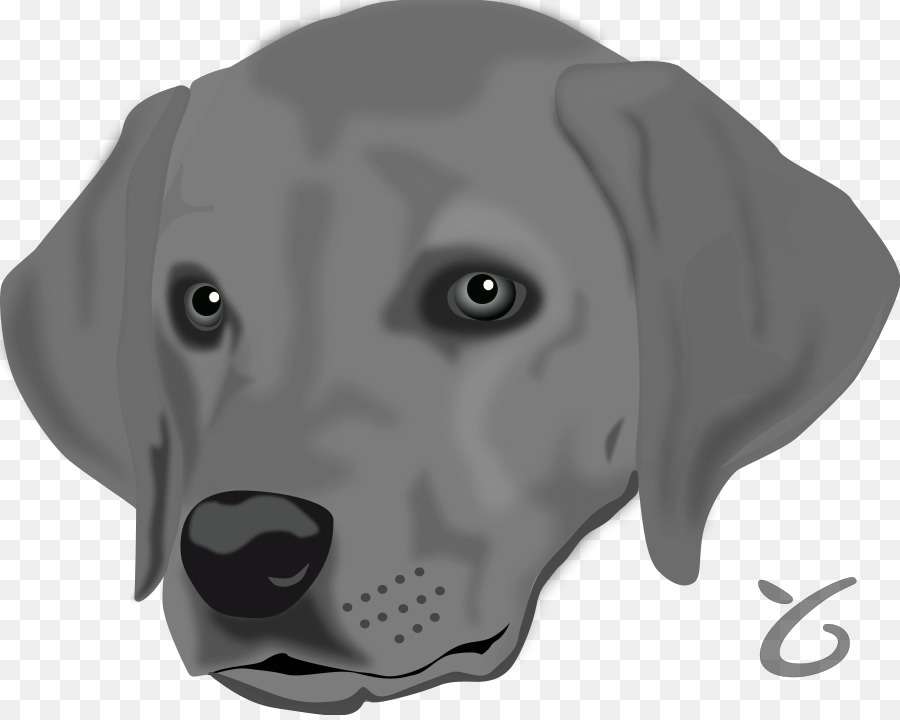 Labrador Retriever，Cachorro PNG