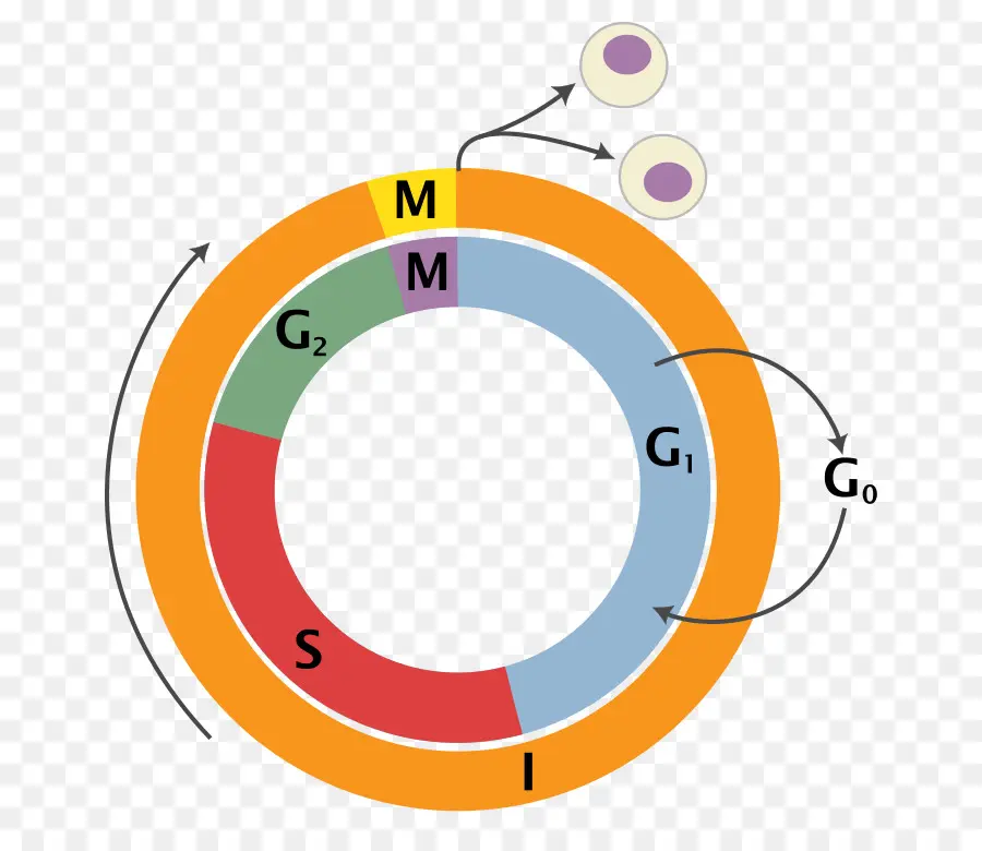 Ciclo Celular，Celular PNG