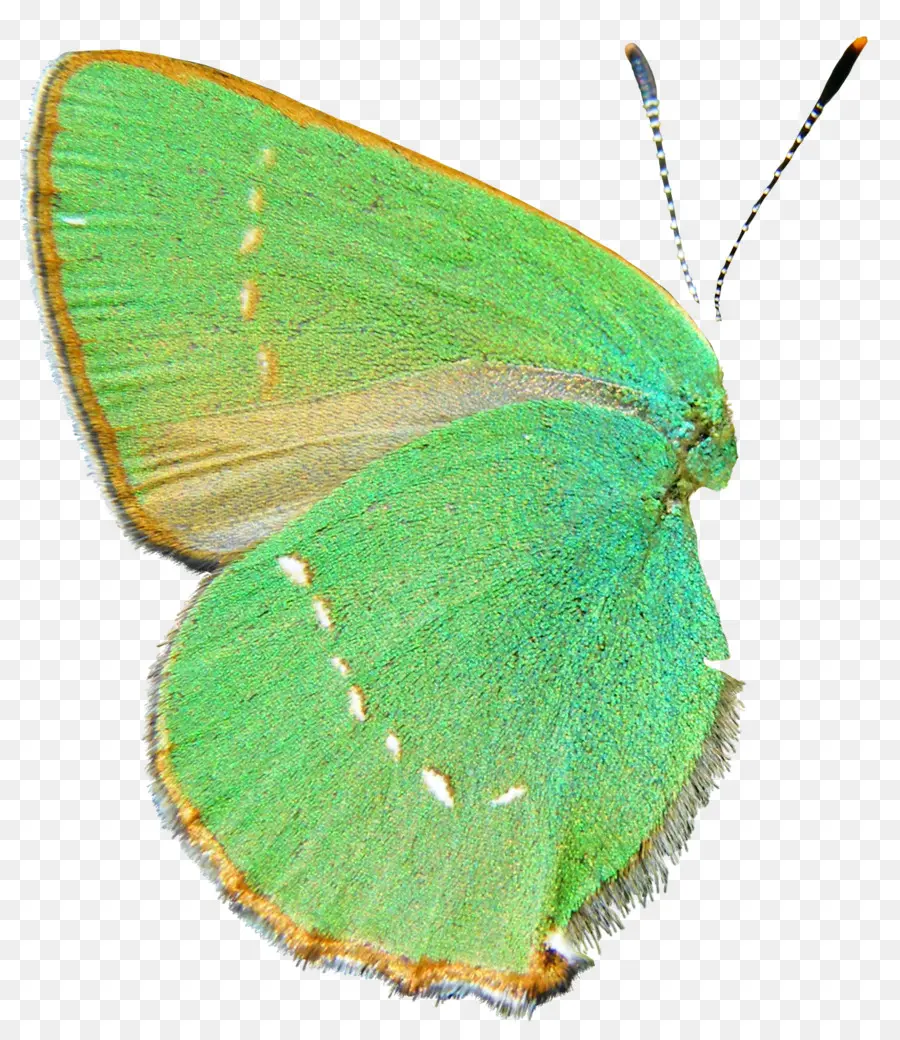 Colias，Mariposa PNG