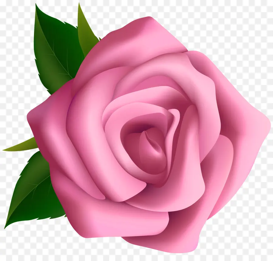 Rosa，Libre De Contenido PNG