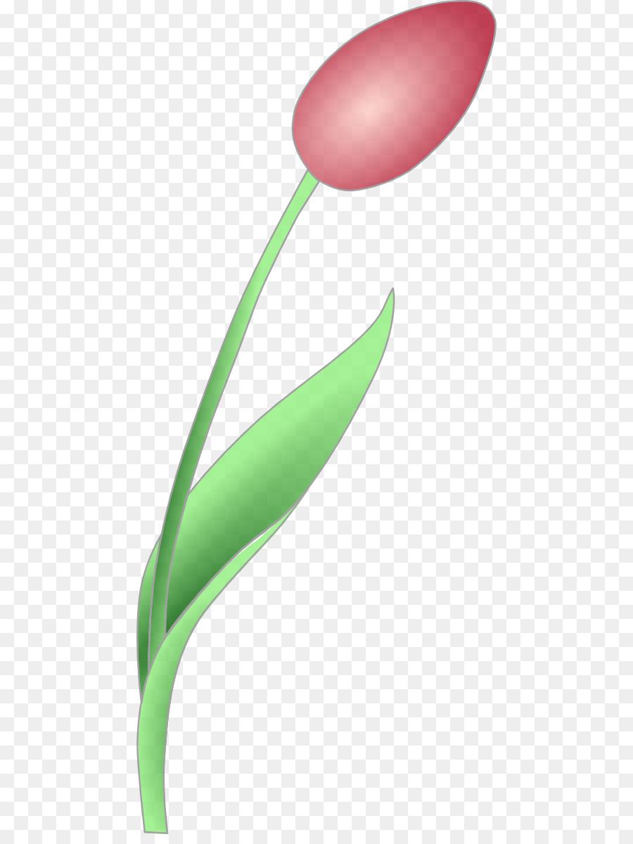 Tulip，Flor PNG