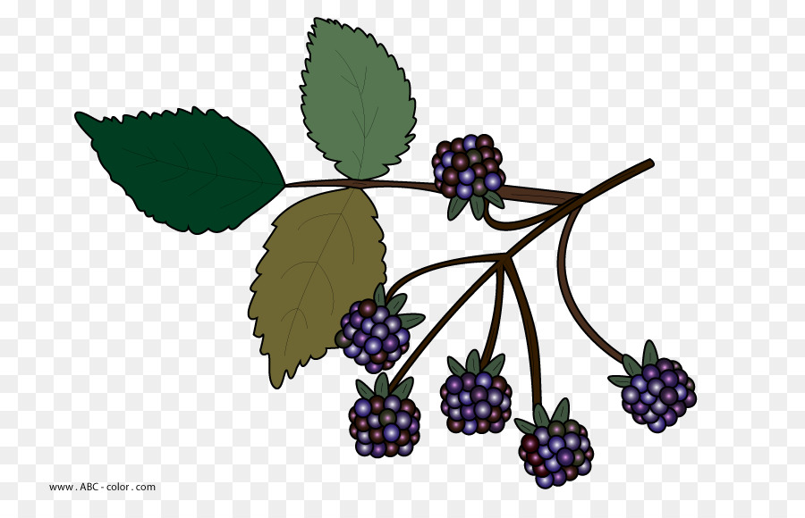 Blackberry，Zarza PNG