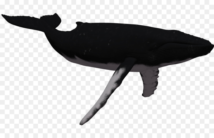 Ballena，Negro PNG