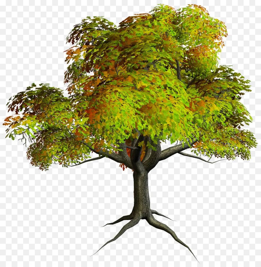 árbol，Libre De Contenido PNG