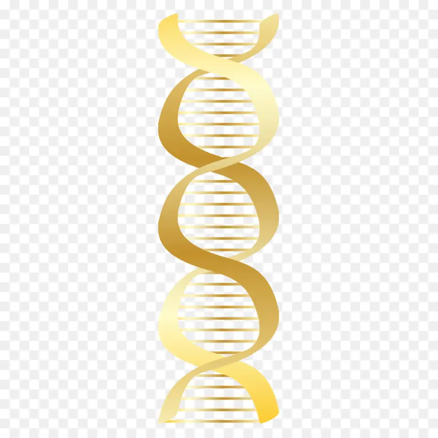 Adn，El ácido Nucleico De Doble Hélice PNG
