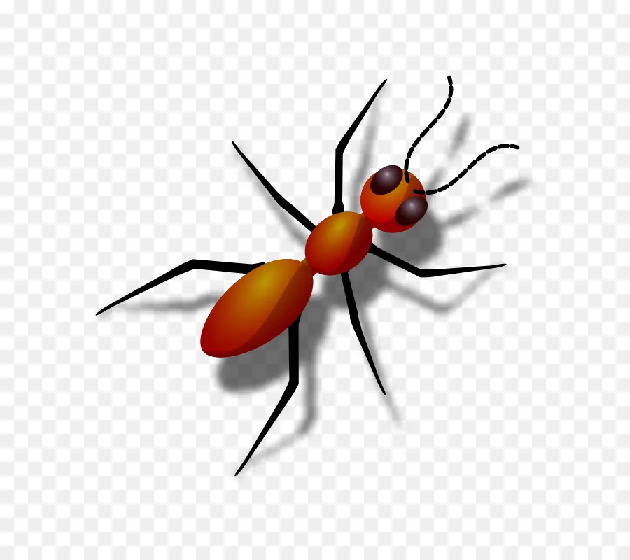Ant，Ant Squash PNG