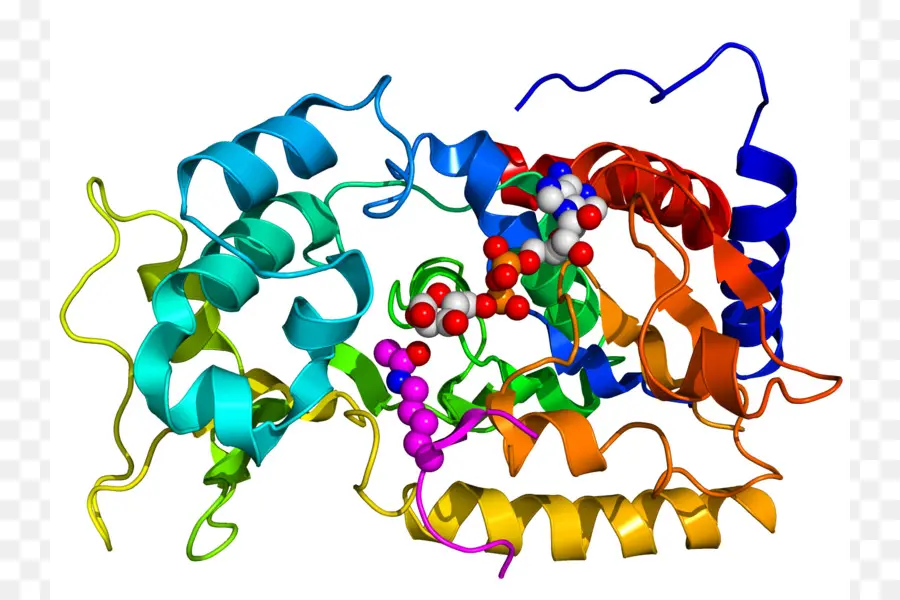 Estructura De La Proteína，Molécula PNG