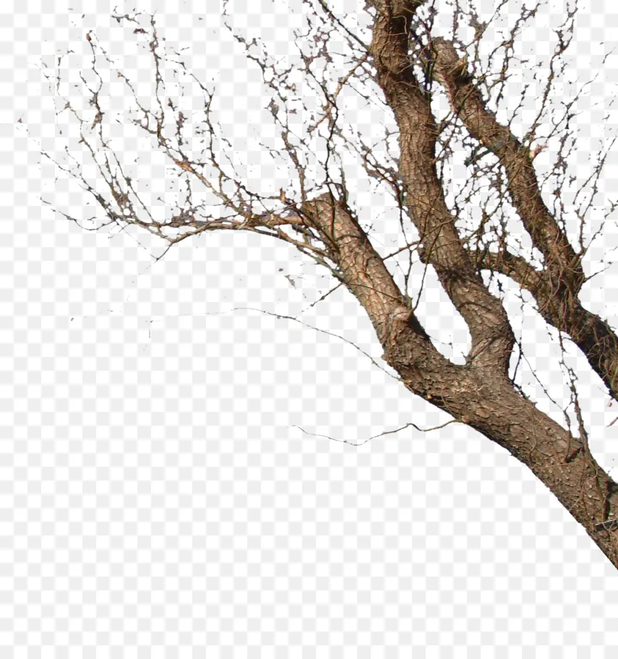 Rama De árbol，árbol PNG