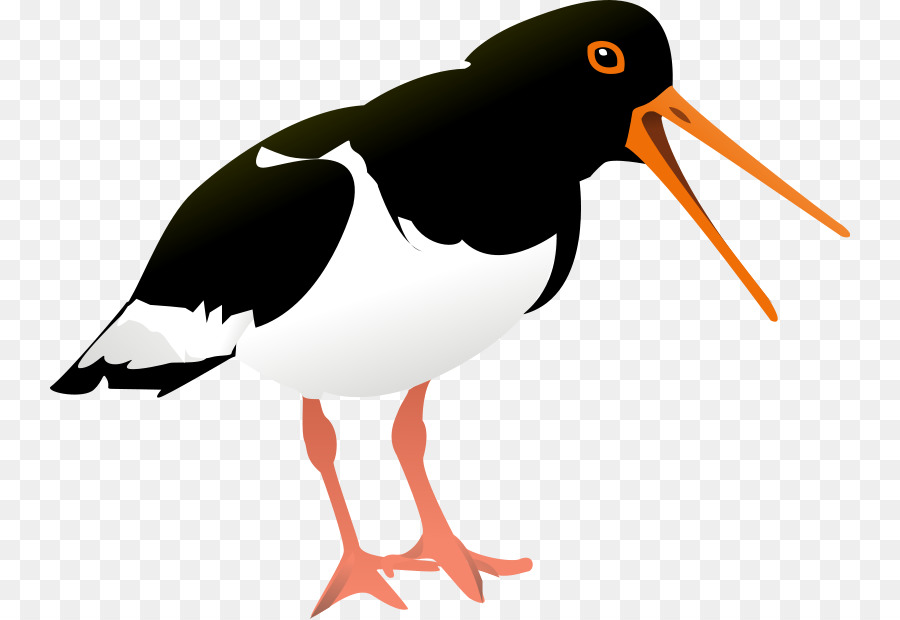 Pájaro，Eurasia Oystercatcher PNG