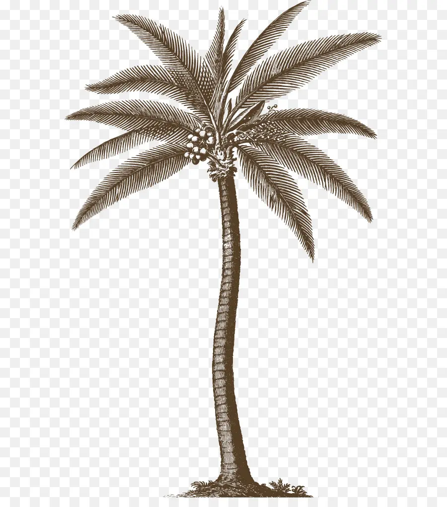 Historia Natural De Barbados，Arecaceae PNG