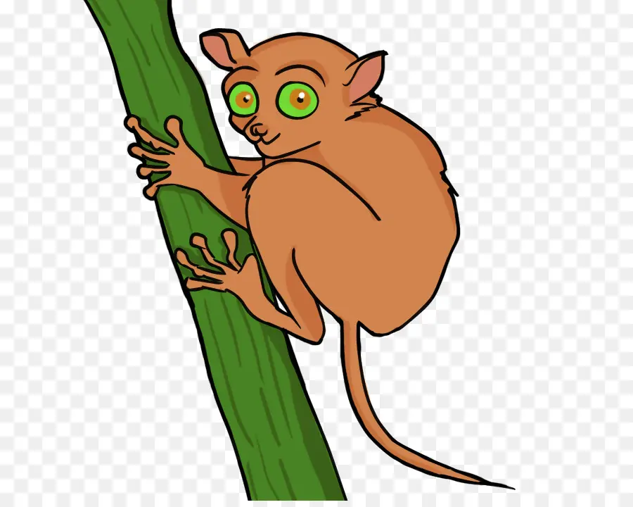 Tarsier，Royaltyfree PNG