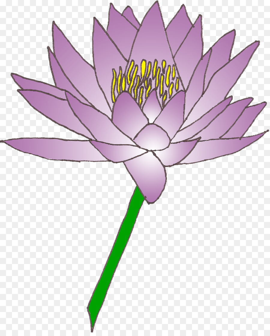 Arumlily，Lirio De Pascua PNG