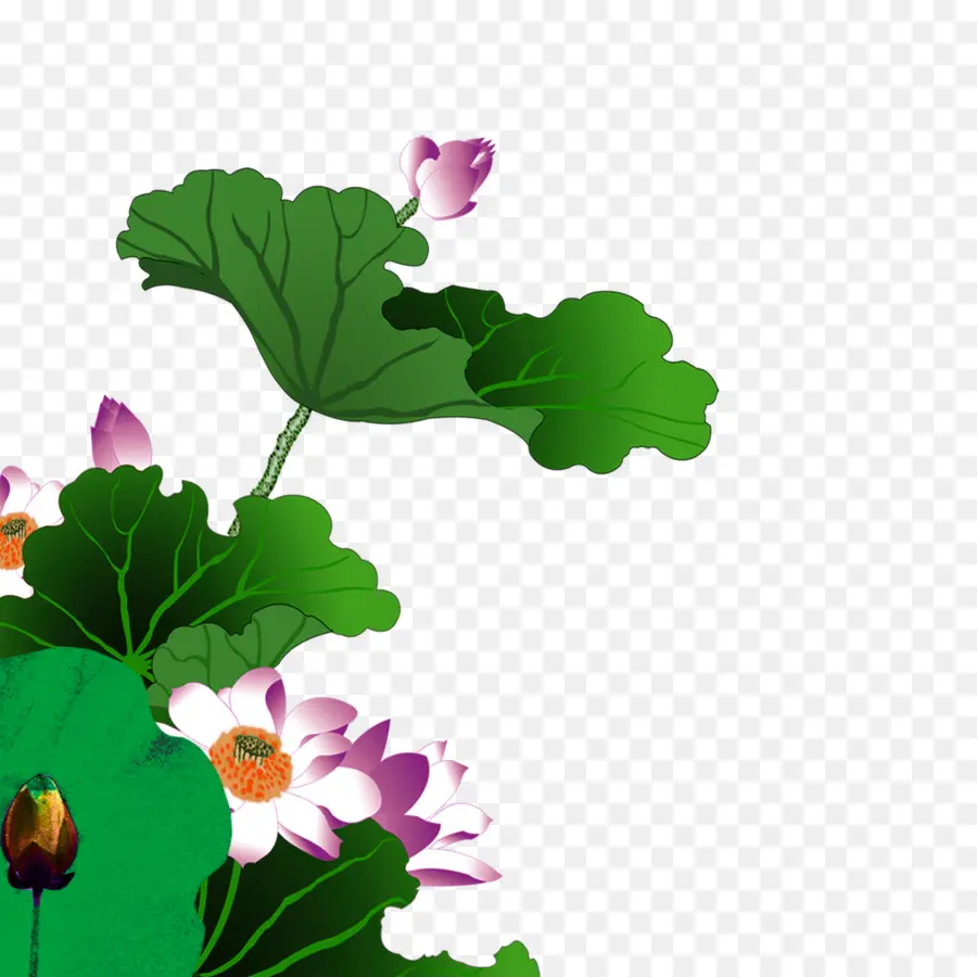 Flores De Loto，Hojas PNG