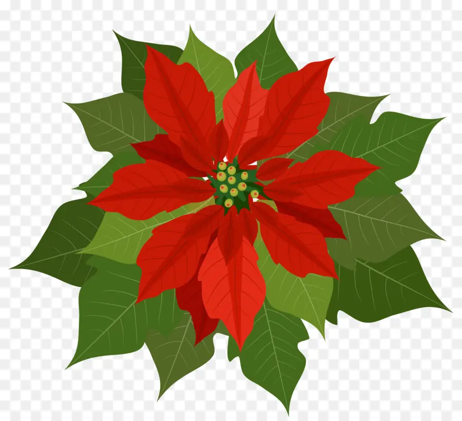 La Flor De Pascua，La Navidad PNG