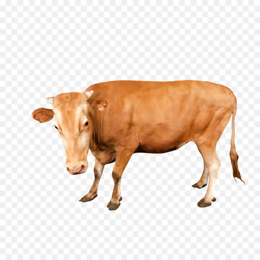 La Leche，Cartel PNG