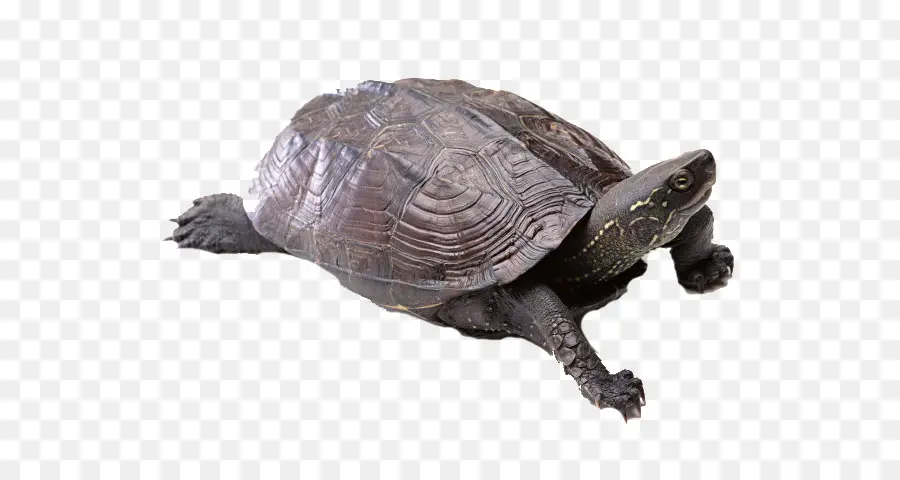 Tortuga，Tortuga De Caja PNG