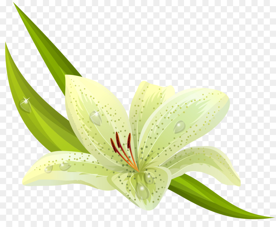 Lirio De Pascua，Lilium Bulbiferum PNG