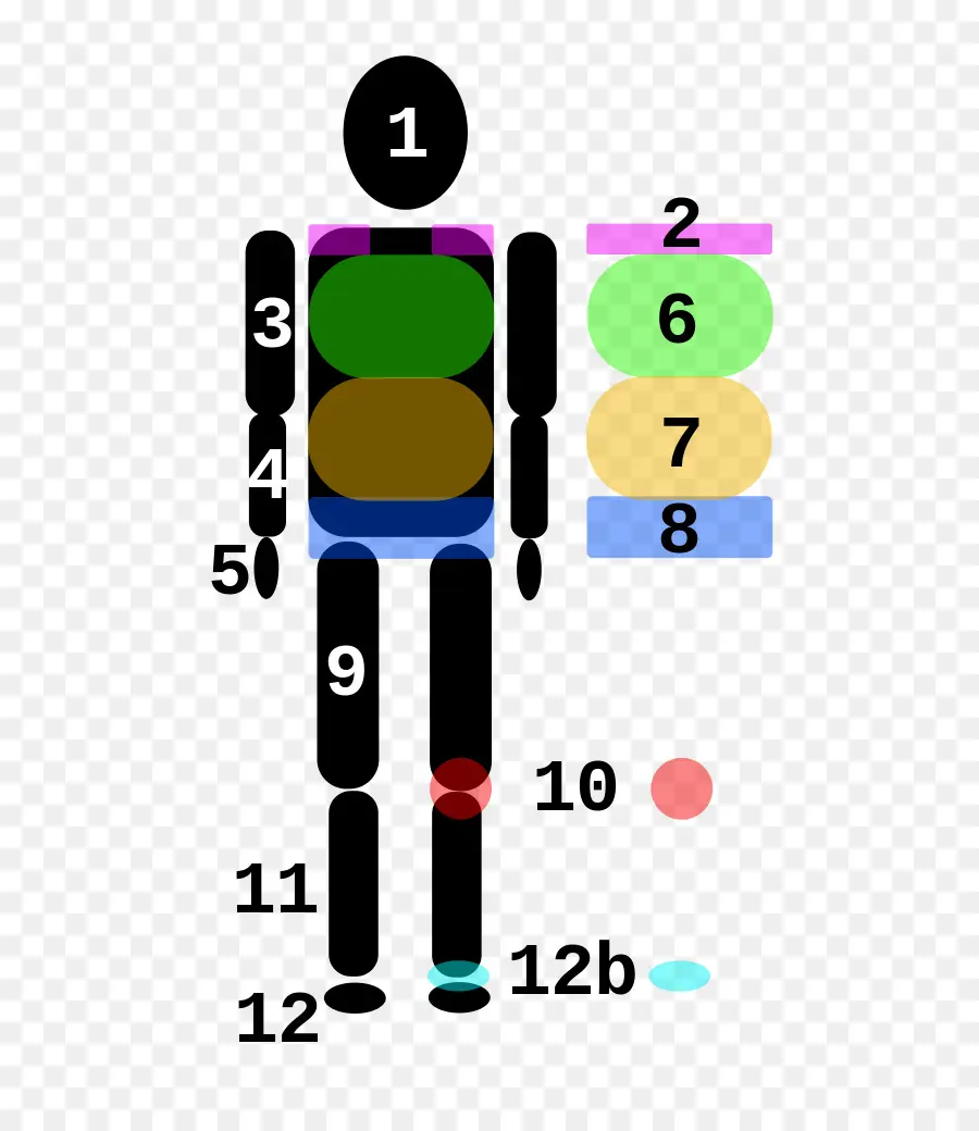 Figura Humana，Piezas Numeradas PNG