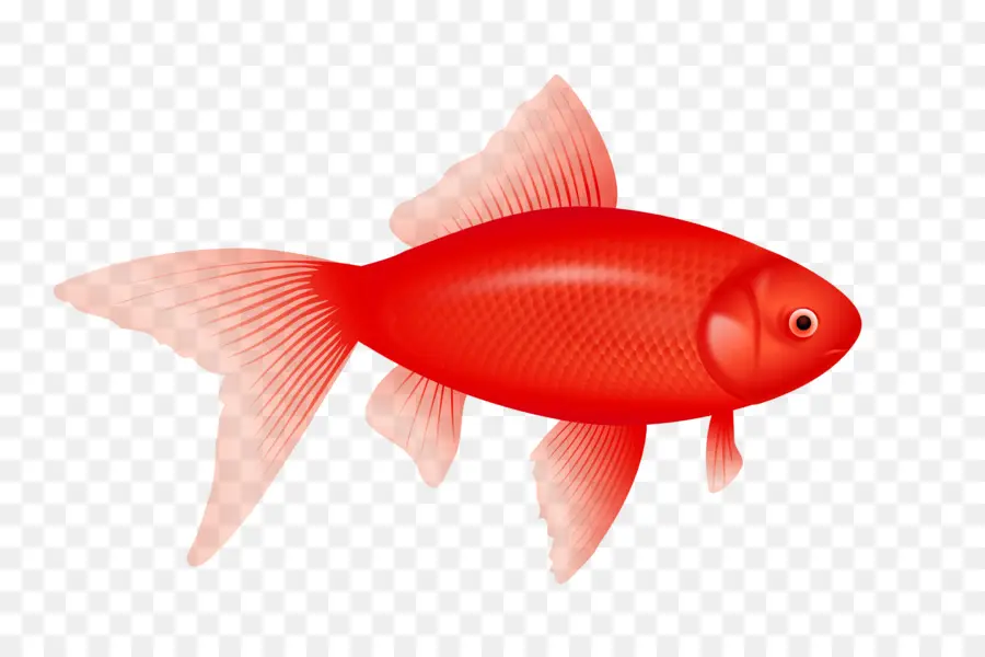 Un Pescado Dos Peces Pez Rojo En El Pescado Azul，Los Peces PNG