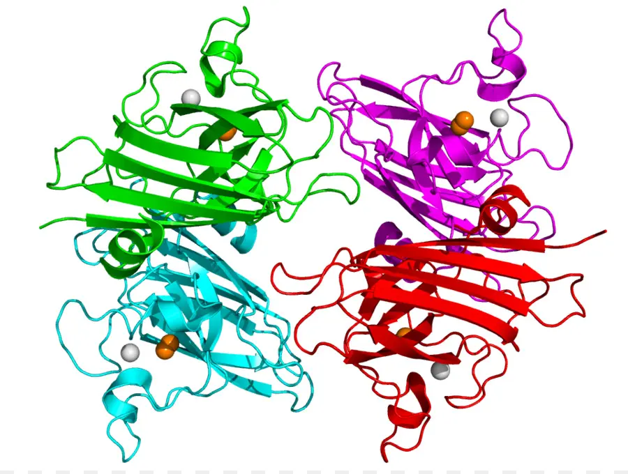 Estructura De La Proteína，Molécula PNG