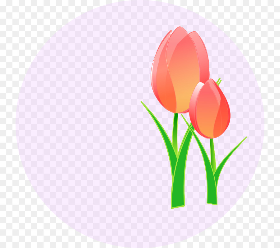 Manía De Los Tulipanes，Tulip PNG