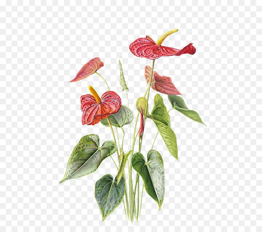 Anturio，Flor PNG